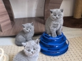 img-20261009-wa0006