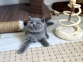 img-20261009-wa0008