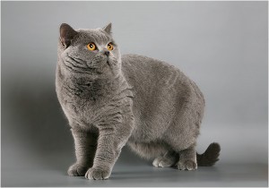Antonio