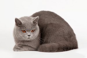 Happy прабабушка