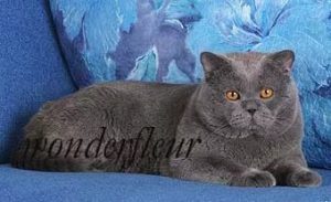 Badyguard of Grain Wonderfleur
