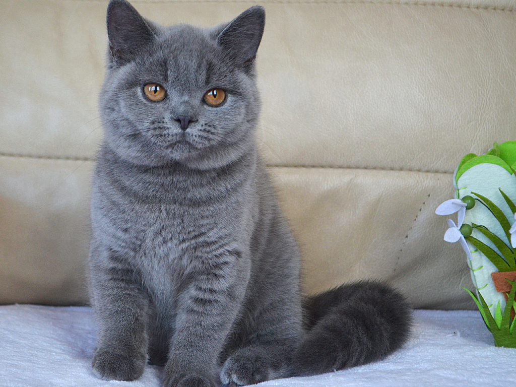 Таблица веса шотландского котенка по месяцам - PipCat.ru